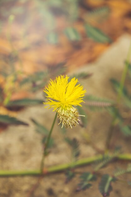 Photo de gros plan d&#39;une fleur sauvage de chardon dans le champ