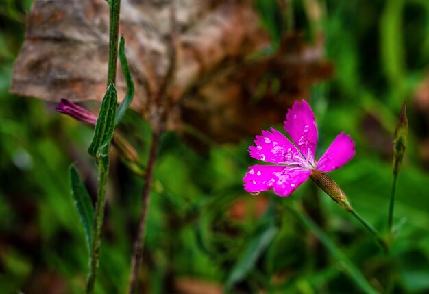 Photo gros plan d'une fleur violette