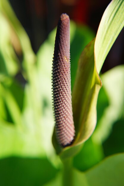 Photo photo en gros plan de fleurs d'anthurium 'renaissance'