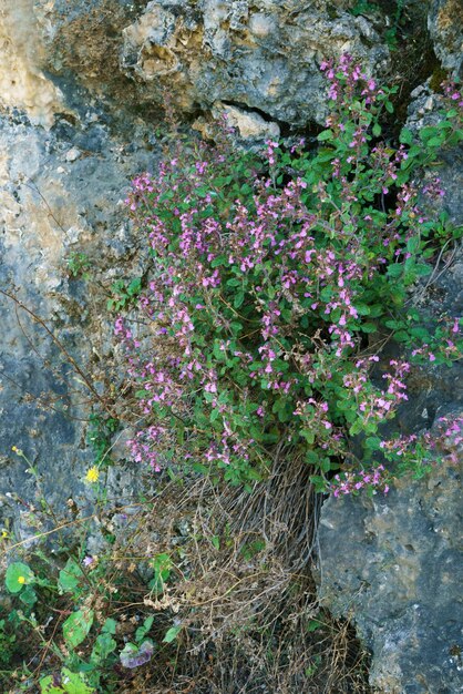 Photo gros plan de fleurs sauvages qui poussent sur une montagne rocheuse