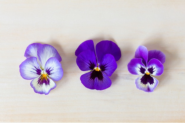 La Photo En Gros Plan De Fleurs Violettes, Violettes Colorées Sur Une Table En Bois Clair. Mise à Plat, Vue De Dessus