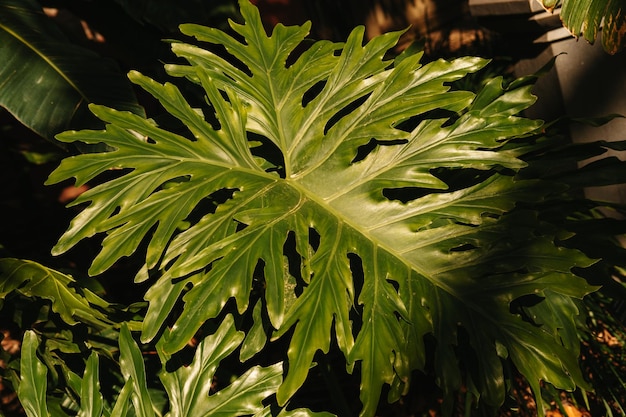 La photo en gros plan de fond de feuilles tropicales