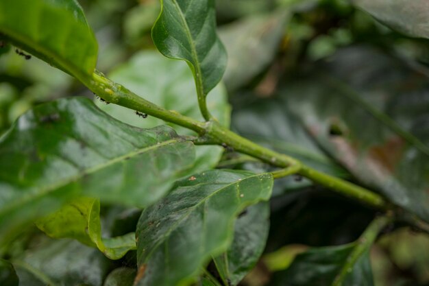 La photo en gros plan d'une fourmi noire sur la feuille de café vert.