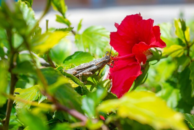 La photo en gros plan d'un gasshopper gris sur fleur rouge