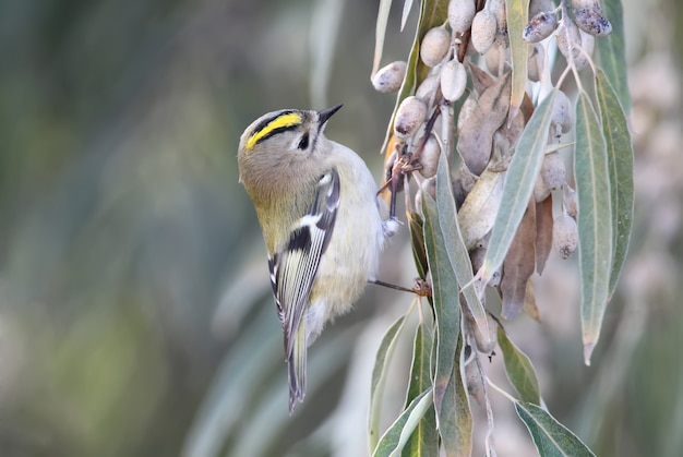 La photo en gros plan de Goldcrest (Regulus regulus) dans l'habitat naturel