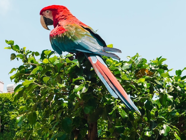 Une photo en gros plan d'un grand perroquet ara ara cultivé assis sur un arbre feuillu vert