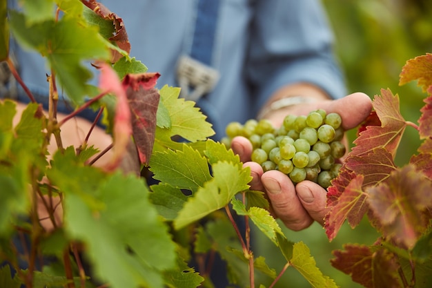 Photo en gros plan d'une grappe de raisin tenue par la main d'une moissonneuse