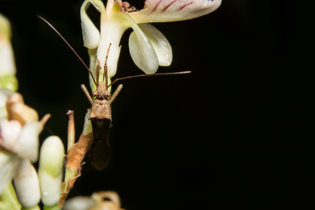 Photo photo de gros plan des hémiptères sur une branche