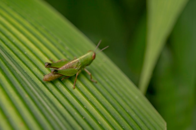 Photo en gros plan d'herbe au-dessus de la feuille de bande sur la forêt pluvieuse.