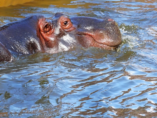 Photo en gros plan d'un hippopotame jouant dans l'eau Un hippopotame nage et seul son visage sort de l'eau