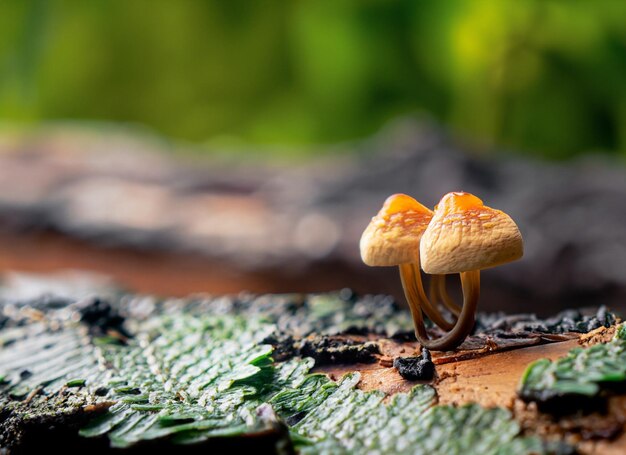 photo en gros plan hyper concentré sur un petit champignon sur le bois