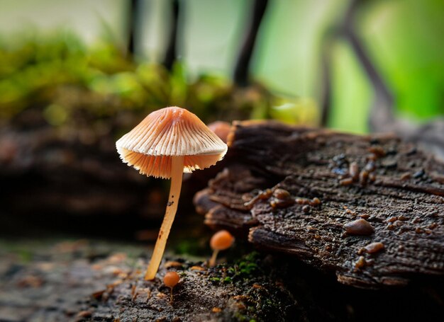 photo en gros plan hyper concentré sur un petit champignon sur le bois