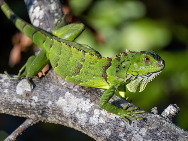 Une photo en gros plan d'un iguane vert qui est considéré comme une espèce envahissante dans le sud de la Floride