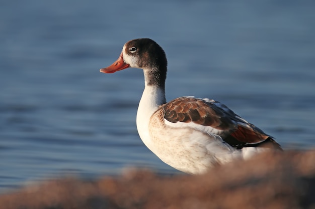 Photo en gros plan d'un jeune tadorne de tadorne debout sur la rive de l'eau bleue dans la douce lumière du matin