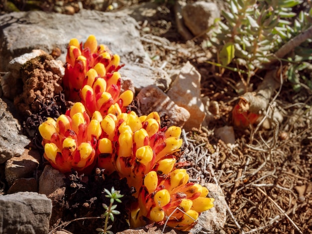 Photo en gros plan lumineux d'un cytinus hypocistis fleurs parmi les rochers et les aiguilles d'épinette sèches