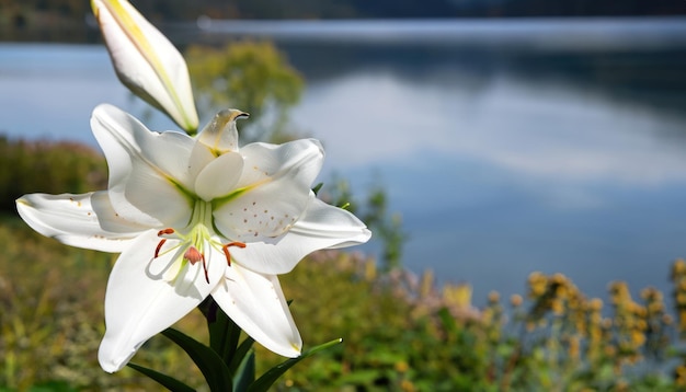 Une photo en gros plan de lys d'automne dans le jardin avec espace de copie