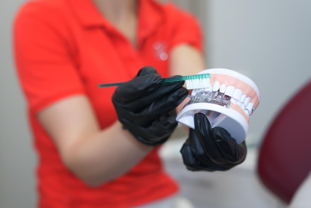 Photo en gros plan d'une mâchoire artificielle et d'un dentiste nettoyant les dents démontrant comment se brosser les dents correctement