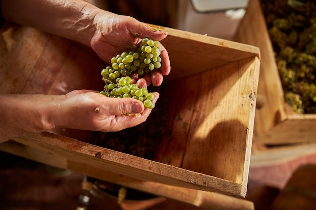 Photo en gros plan de mains tenant une grappe de raisins blancs mûrs au-dessus d'un broyeur en bois à la cave