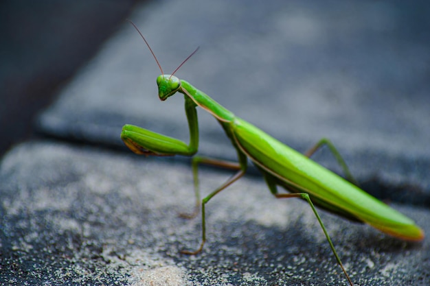 La photo en gros plan d'une mante religieuse verte Mantis religiosa