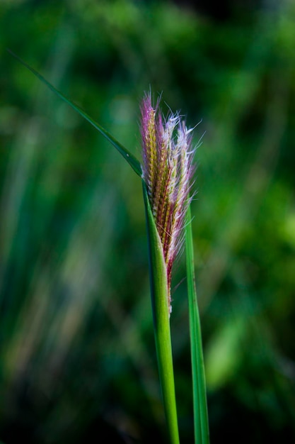 Photo photo gros plan des mauvaises herbes