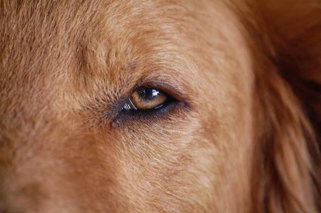 Photo gros plan d'oeil brun de chien