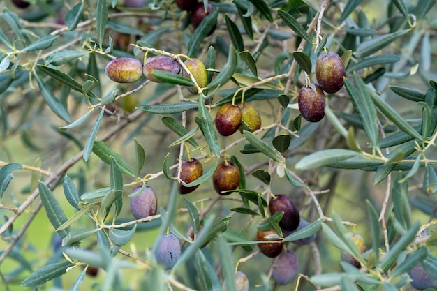 La photo en gros plan d'olives mûres