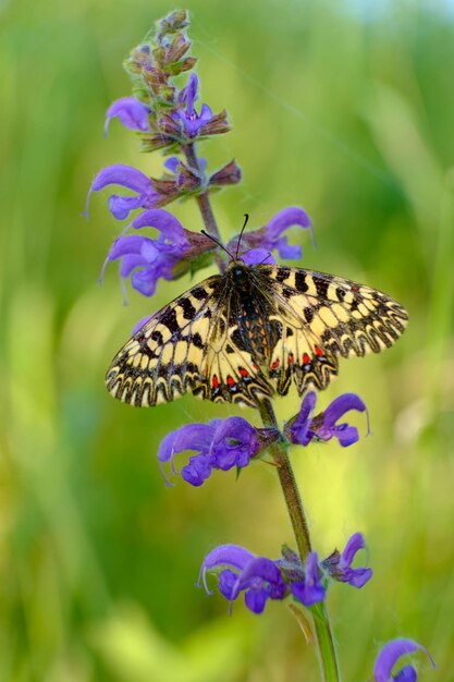 La photo en gros plan d'un papillon sur une herbe