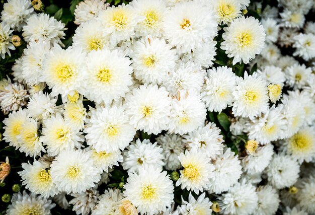 Photo gros plan de parterre de chrysanthèmes blancs