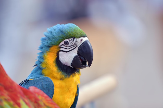 La photo en gros plan d'un perroquet ara