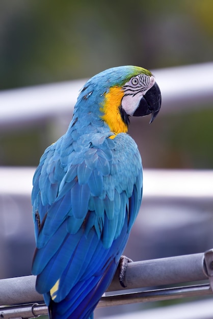 La photo en gros plan d'un perroquet ara