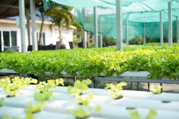 Photo en gros plan d'une petite ferme hydroponique.