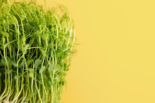 Photo en gros plan de plantes poussant à partir de graines dans un plateau concept d'agriculture biologique à croissance saine