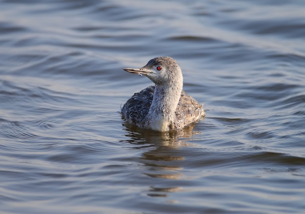 Photo en gros plan d'un plongeon à gorge rousse en plumage d'hiver nage dans l'eau de l'estuaire