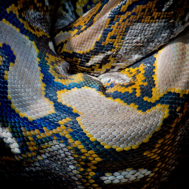 Photo en gros plan de python de Birmanie (Python molurus bivittatus) isolée sur fond noir.