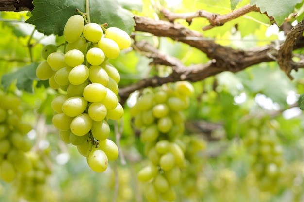 Photo gros plan de raisins verts Vignoble biologique concept de raisin vert jaune doré goût sucré croustillant parfumé frais de l'arbre