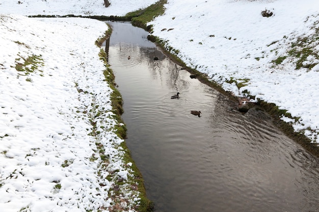 Photo en gros plan d'une rivière étroite en hiver. Sur le rivage se trouve la neige blanche après une chute de neige. Sur les canards flottants