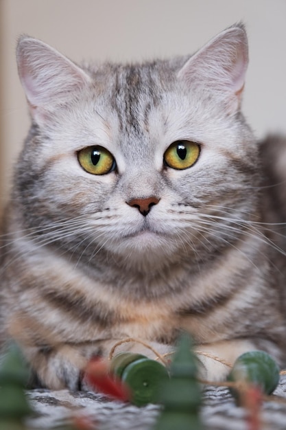 Photo en gros plan d'une tête de chat gris aux yeux jaunes sur un arrière-plan flou