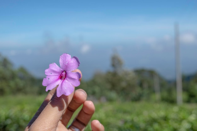 La photo en gros plan tient une fleur rose avec un fond de jardin et un ciel bleu.