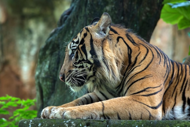 La photo en gros plan d'un tigre de Sumatra