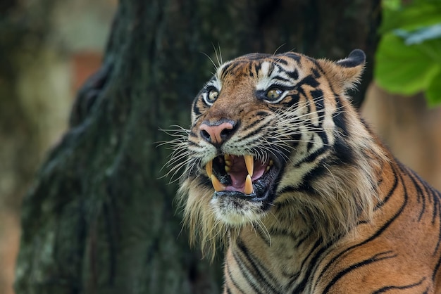 La photo en gros plan d'un tigre de Sumatra