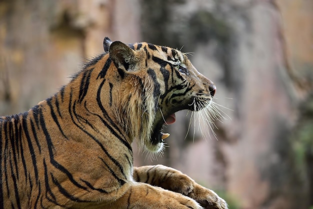 La photo en gros plan d'un tigre de Sumatra