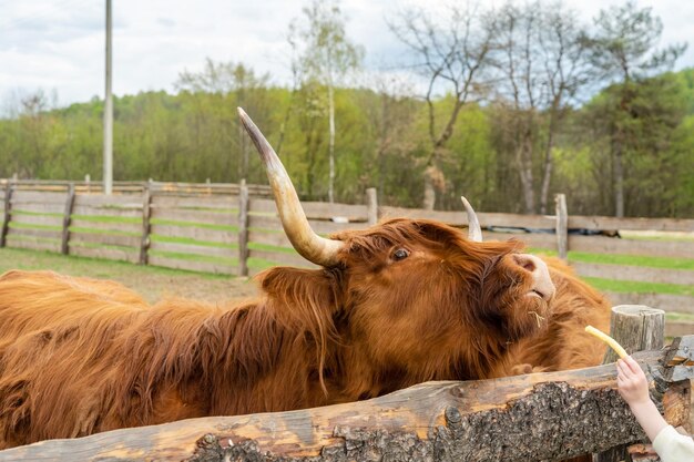 La photo en gros plan d'une vache à cornes à la ferme