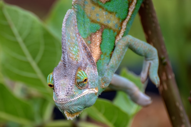 La photo en gros plan d'un visage de caméléon voilé