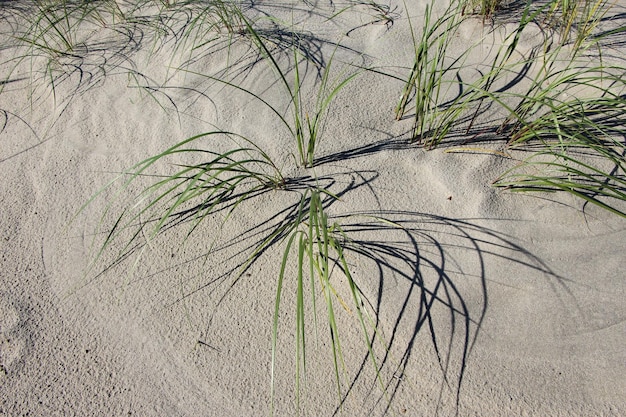 photo d'herbe et de ses ombres sur une dune de sable de la mer Baltique