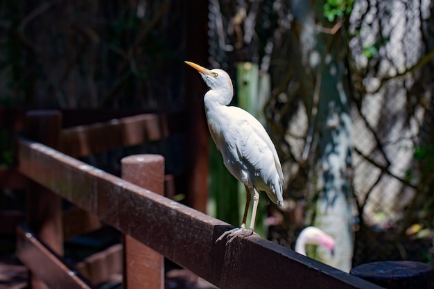 Photo d'un héron égyptien Grand oiseau blanc sur clôture Tête échevelée Pose expressive portrait