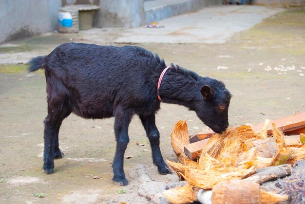 Photo photo de l'heure du repas de la chèvre noire