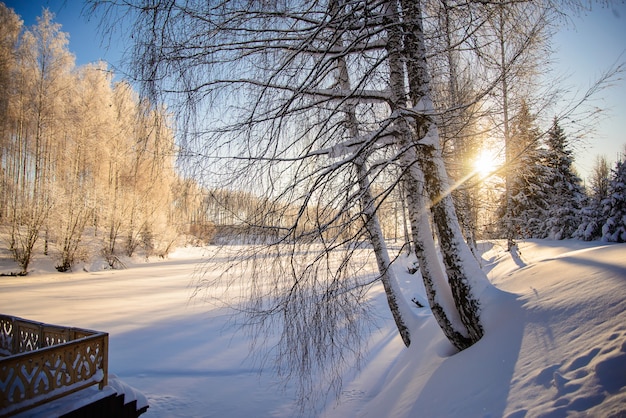 Photo d'hiver avec des arbres enneigés