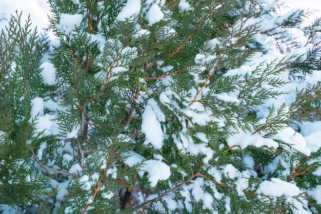 Photo d'hiver d'un buisson de thuya recouvert de neige. Fermer