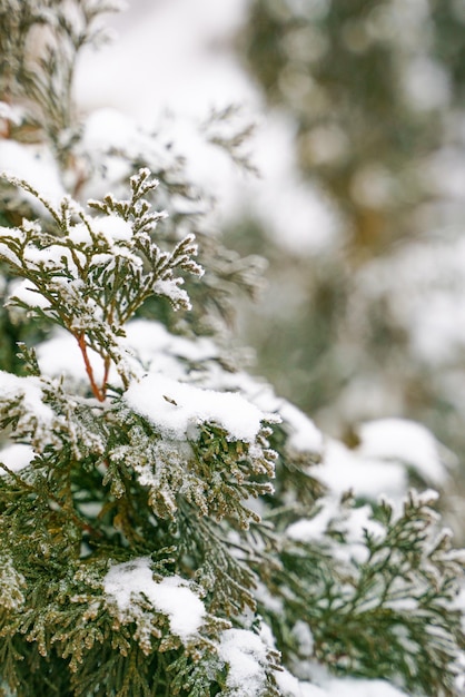 Photo d'hiver d'un buisson de thuya recouvert de neige Gros plan