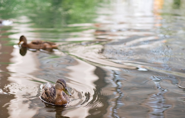 Une photo horizontale de canards mignons nageant dans un lac. Canards sauvages dans la nature.